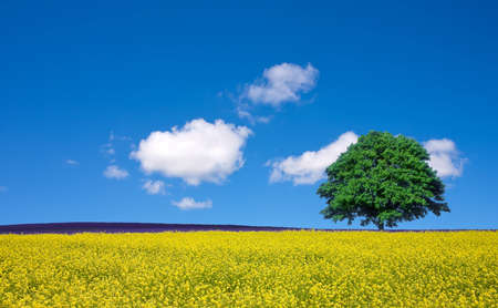lone tree and rape fieldsの写真素材