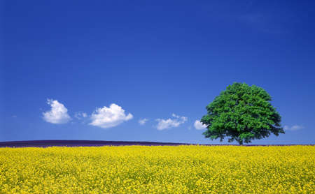 lone tree and rape fieldsの写真素材