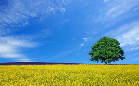 lone tree and rape fieldsの写真素材