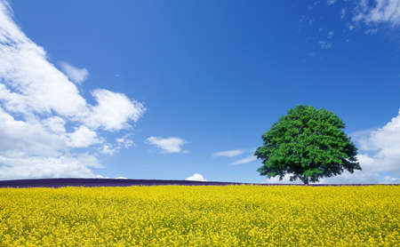 lone tree and rape fieldsの写真素材