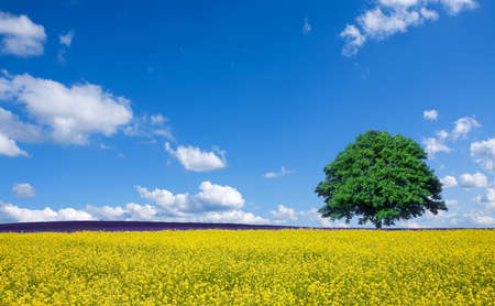 lone tree and rape fieldsの写真素材