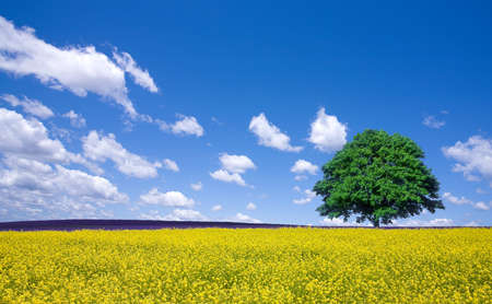lone tree and rape fieldsの写真素材