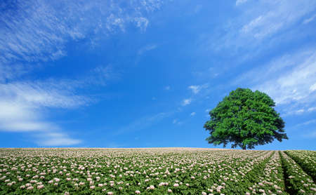 potato field and lone treeの写真素材