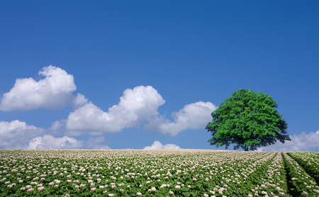 potato field and lone treeの写真素材
