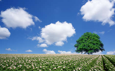 potato field and lone treeの写真素材