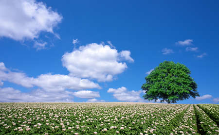 potato field and lone treeの写真素材