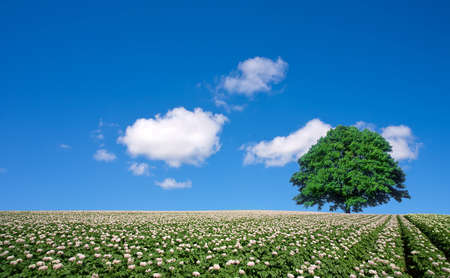 potato field and lone treeの写真素材