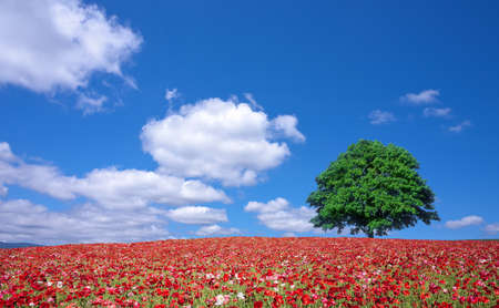 red poppy field and lone treeの写真素材