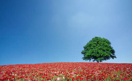 red poppy field and lone treeの写真素材