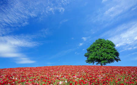red poppy field and lone treeの写真素材