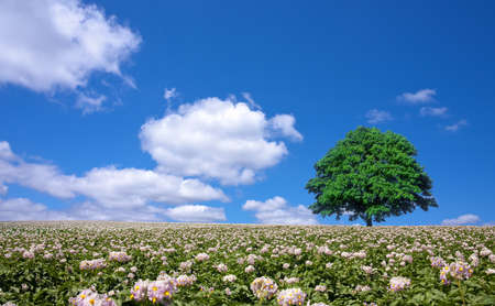potato field and lone treeの写真素材