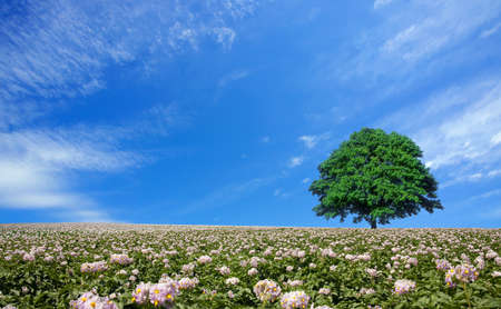 potato field and lone treeの写真素材