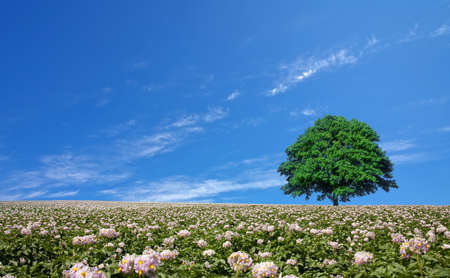 potato field and lone treeの写真素材
