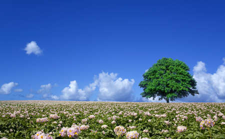 potato field and lone treeの写真素材