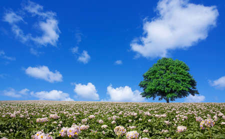 potato field and lone treeの写真素材