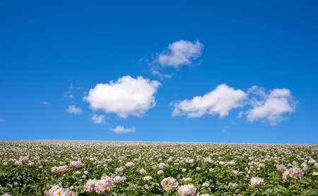 potato field and cloudの写真素材