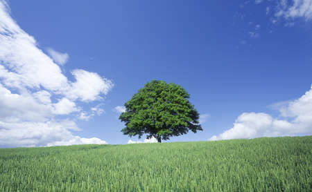 Green wheat field and lone treeの写真素材
