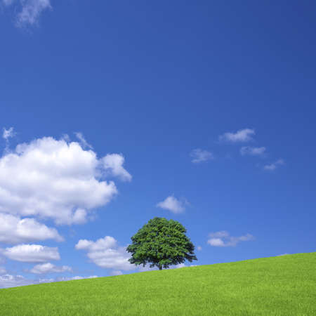 Green fields and lone tree の写真素材