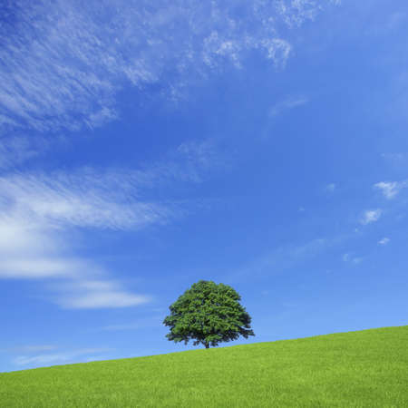 Green fields and lone tree の写真素材