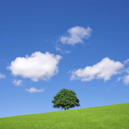 Green fields and lone tree の写真素材