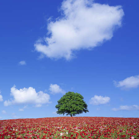 red poppy field and lone treeの写真素材
