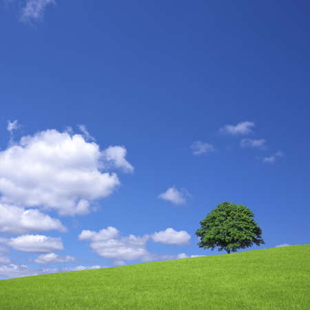 Green fields and lone tree の写真素材