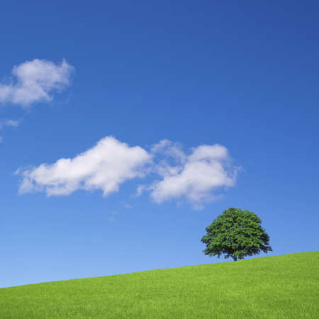 Green fields and lone tree の写真素材