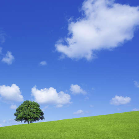 Green fields and lone tree の写真素材