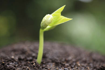 Sprout in the forest. 