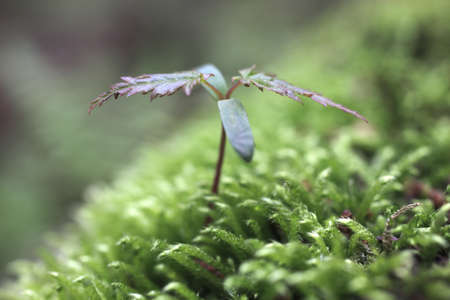 Sprout in the forest. の写真素材