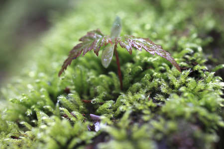 Sprout in the forest. の写真素材