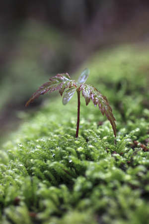 Sprout in the forest. の写真素材