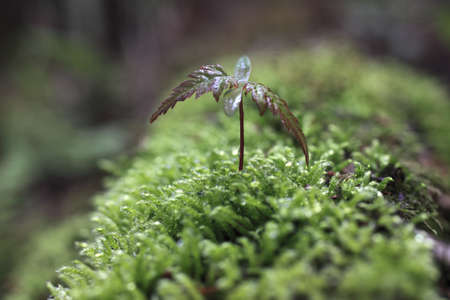 Sprout in the forest. の写真素材