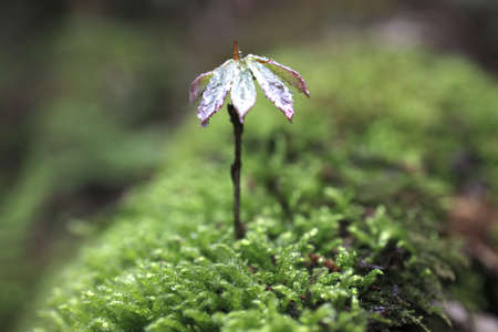 Sprout in the forest. の写真素材