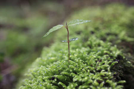 Sprout in the forest. の写真素材