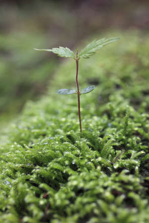 Sprout in the forest. の写真素材