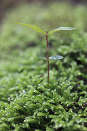 Sprout in the forest. の写真素材