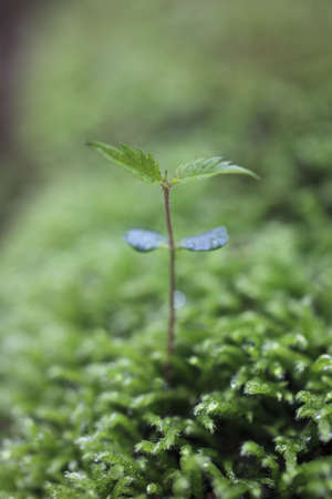 Sprout in the forest. の写真素材