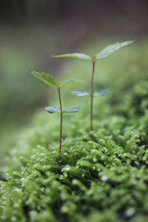 Sprout in the forest. の写真素材