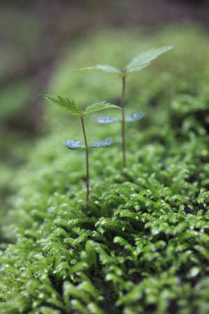 Sprout in the forest. の写真素材
