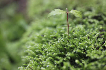 Sprout in the forest. の写真素材