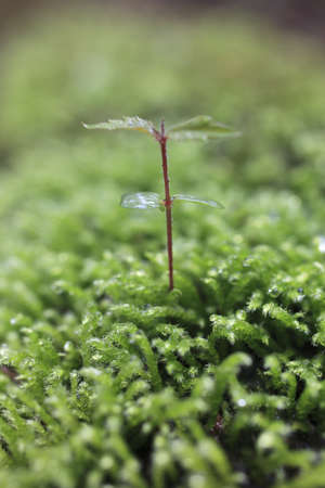 Sprout in the forest. の写真素材