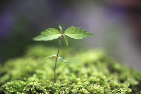 Sprout in the forest. の写真素材