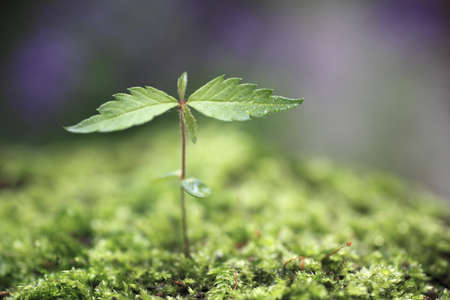 Sprout in the forest. の写真素材