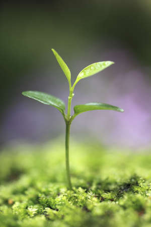 Sprout in the forest. の写真素材