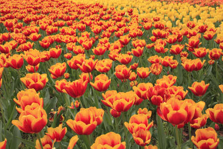 Spring Flowers in a Parkの写真素材