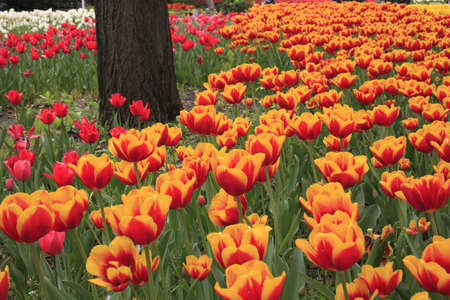 Spring Flowers in a Parkの写真素材