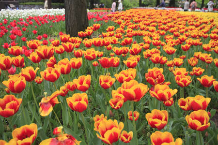 Spring Flowers in a Parkの写真素材