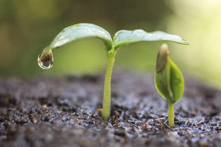 Sprout of kidney beansの写真素材