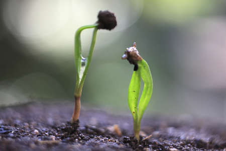Sprout of the spinachの写真素材